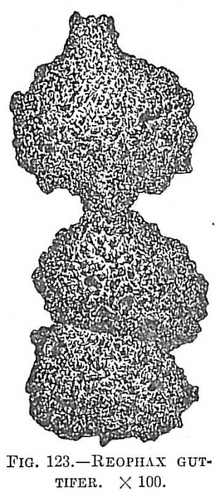 Reophax guttifer Reophax guttifer
