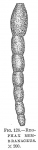 Reophax membranaceus, author: Cedhagen, Tomas