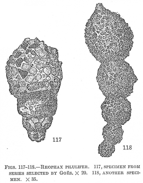 Reophax pilulifer Reophax pilulifer