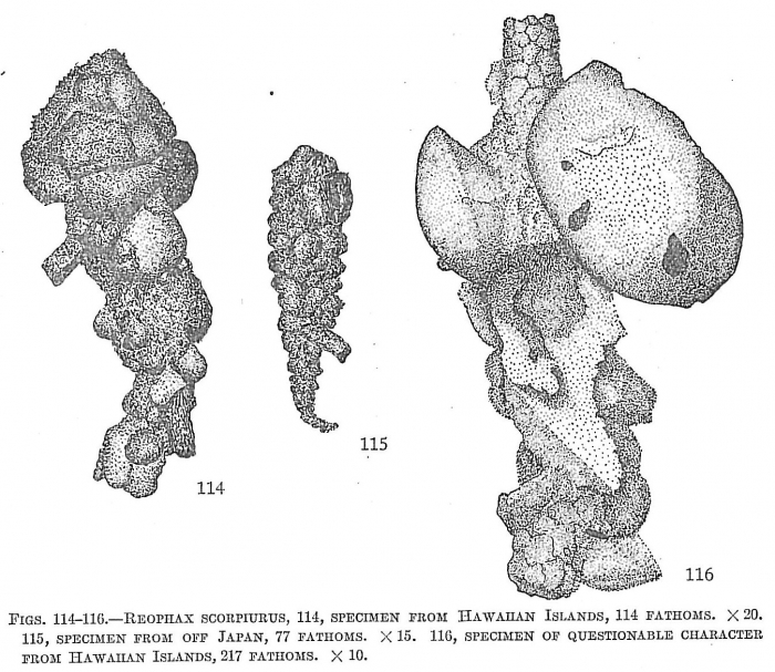 Reophax scorpiurus Reophax scorpiurus