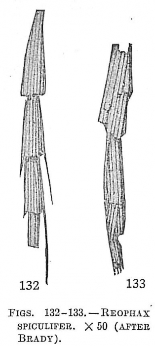 Reophax spiculifer Reophax spiculifer