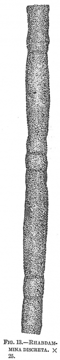 Rhabdammina discreta Rhabdammina discreta