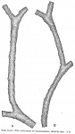 Rhabdammina irregularis