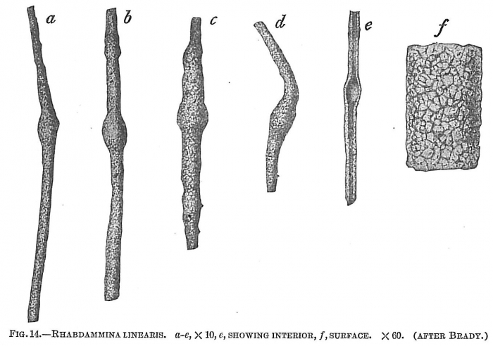 Rhabdammina linearis Rhabdammina linearis