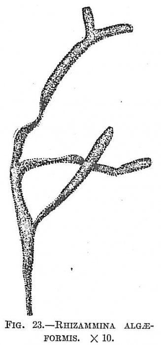 Rhizammina algaeformis Rhizammina algaeformis