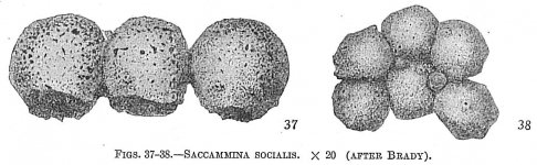 Saccammina socialis, author: Cedhagen, Tomas