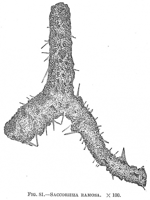Saccorhiza ramosa Saccorhiza ramosa