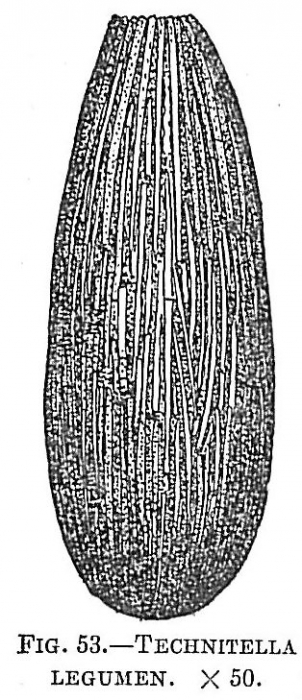 Technitella legumen Technitella legumen