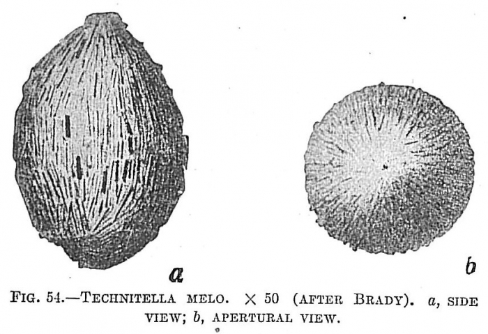 Technitella Bradyi Earland, 1934 Technitella melo sensu Brady (1884) Cushman (1910) Technitella Bradyi Earland, 1934 Technitella melo sensu Brady (1884) Cushman (1910)