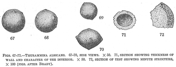 Thurammina albicans Thurammina albicans