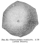 Thurammina papillata