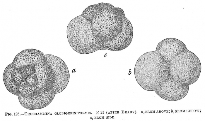 Trochammina globigeriniformis Trochammina globigeriniformis