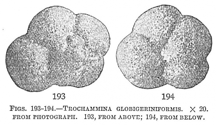 Trochammina globigeriniformis Trochammina globigeriniformis
