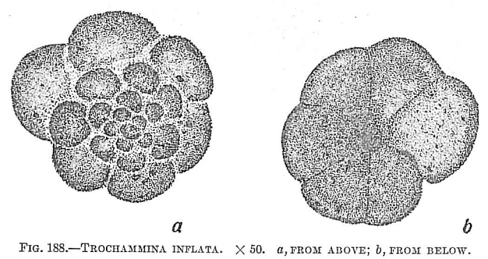 Trochammina inflata Trochammina inflata