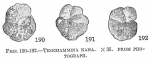 Trochammina nana