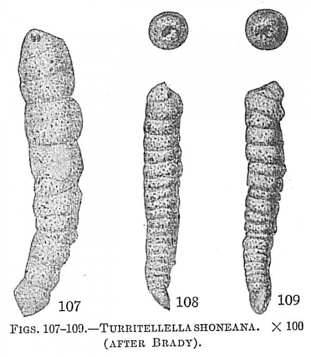 Turritellella shoneana Turritellella shoneana