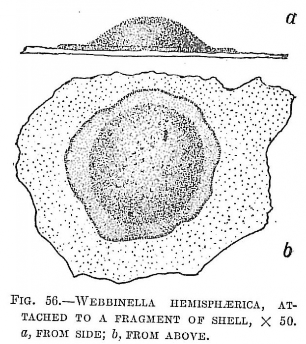 Webbinella hemisphaerica Webbinella hemisphaerica