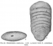 Bigenerina arenacea, author: Cedhagen, Tomas