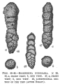 Bigenerina nodosaria, author: Cedhagen, Tomas