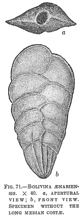Bolivina aenariensis Bolivina aenariensis