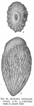 Bolivina amygdalaeformis