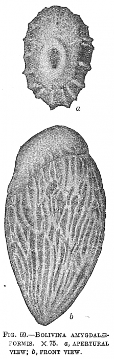 Bolivina amygdalaeformis Bolivina amygdalaeformis