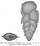 Bolivina beyrichi var. alata