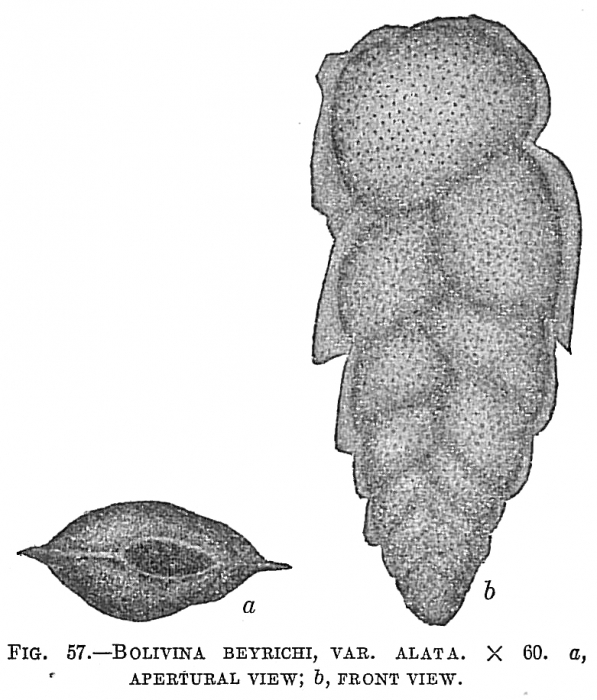 Bolivina beyrichi var. alata Bolivina beyrichi var. alata