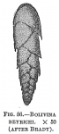 Bolivina beyrichi