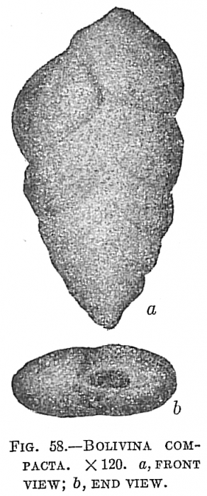 Bolivina compacta Bolivina compacta
