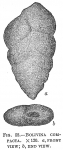 Protozoa