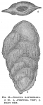 Bolivina hantkeniana