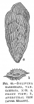 Bolivina karreriana var. carinata