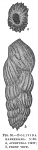 Bolivina karreriana