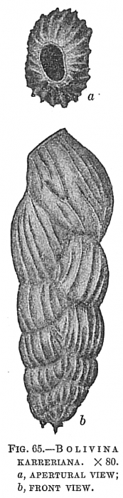 Bolivina karreriana Bolivina karreriana