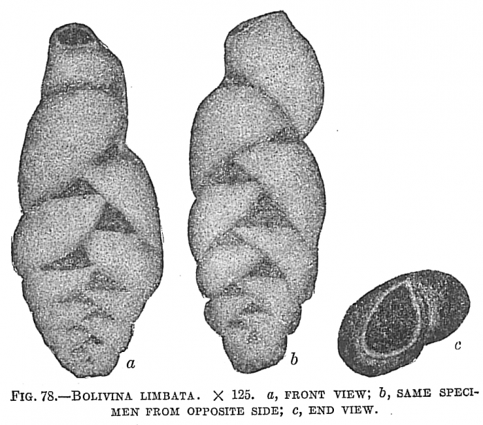 Bolivina limbata Bolivina limbata