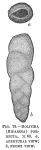 Bolivina porrecta