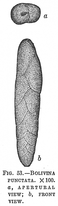 Bolivina punctata Bolivina punctata