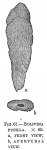 Bolivina pusilla