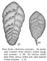 Bolivina robusta, author: Cedhagen, Tomas