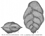 Bolivina schwageriana