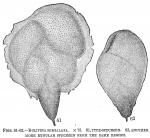 Bolivina semialata