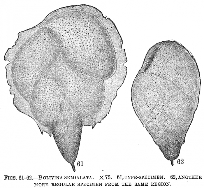 Bolivina semialata Bolivina semialata