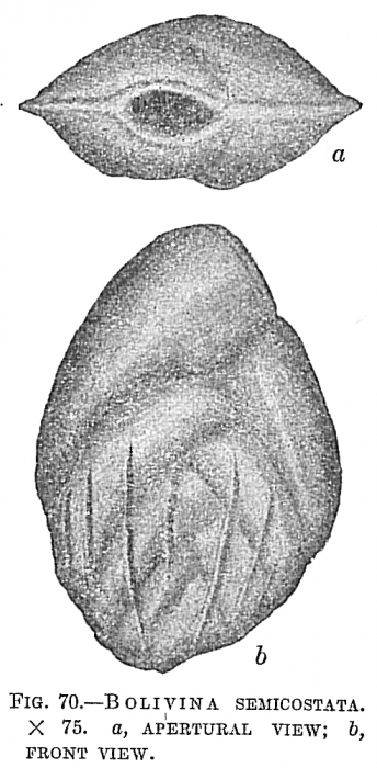 Bolivina semicostata Bolivina semicostata