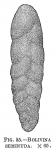Bolivina seminuda