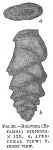 Bolivina strigosa