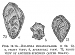 Bolivina subangularis