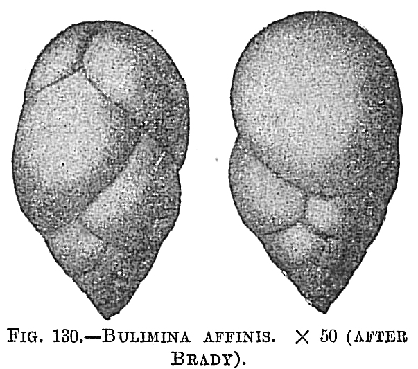 Bulimina affinis Bulimina affinis