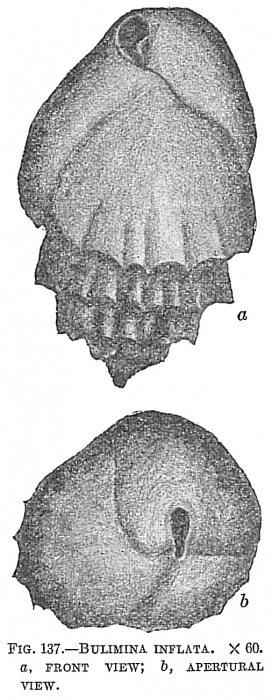 Bulimina inflata Bulimina inflata