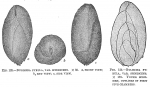 Bulimina pyrula spinescens